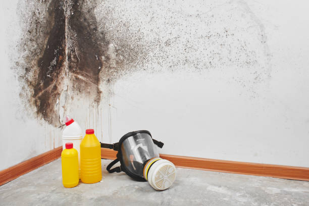 Best Affordable Mold Removal  in Hot Springs, SD