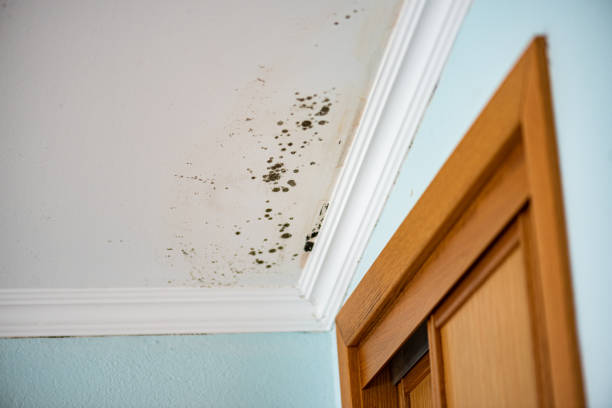 Best Mold Remediation  in Hot Springs, SD