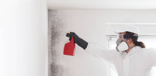 Best Local Mold Removal Service  in Hot Springs, SD