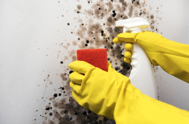 Best Certified Mold Removal  in Hot Springs, SD