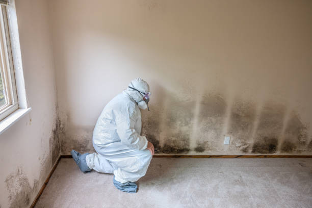 Best Office Mold Removal Services  in Hot Springs, SD