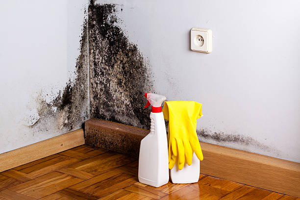 Mold Testing and Removal in Hot Springs, SD