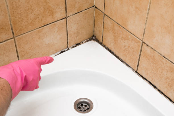 Best Best Mold Removal Companies  in Hot Springs, SD